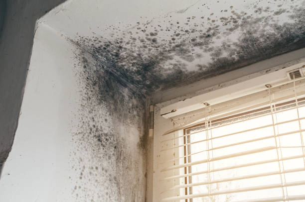 Affordable Mold Removal solutions in Bayonne, NJ